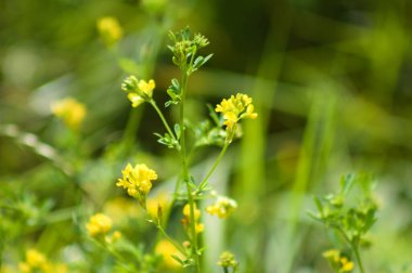 Odak seçici odak ile Orak sıhhiyesi çiçek yakın görüntüsü