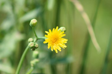 Çiçek açan, ön plan odaklı, yaygın dişi devedikeni görünümü