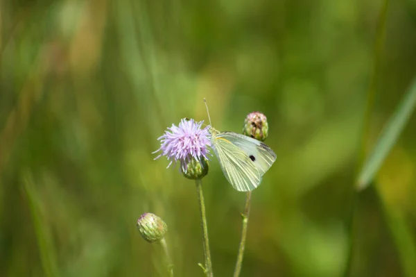 Papillon Blanc Sur Chardon Rampant Fleur Vue Rapprochée — Photo