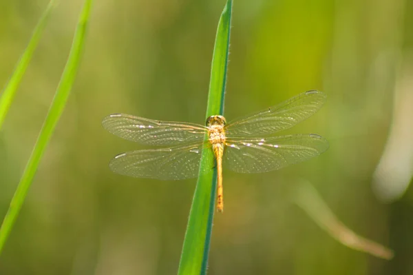 Dragonfly Gräs Garn Närbild Med Selektivt Fokus Förgrunden — Stockfoto