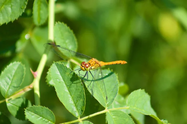 Dragonfly Gröna Blad Närbild Med Selektivt Fokus Förgrunden — Stockfoto