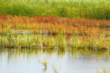 Yeşil ve sarı kamış gölün sakin manzarasına yansıyor.