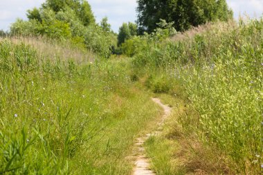 Ağaçlar ve iplik manzarası arasında bir patika.