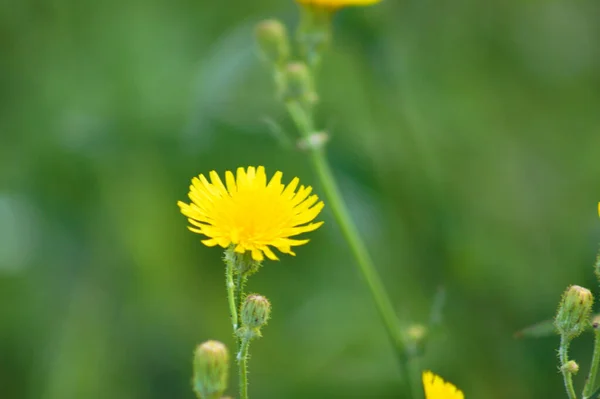 背景がぼんやりとした緑色の花を咲かせる多年草の綿毛 — ストック写真