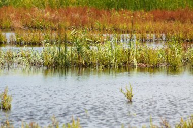 Üzerinde sarı ve yeşil bitkiler olan göl manzarası