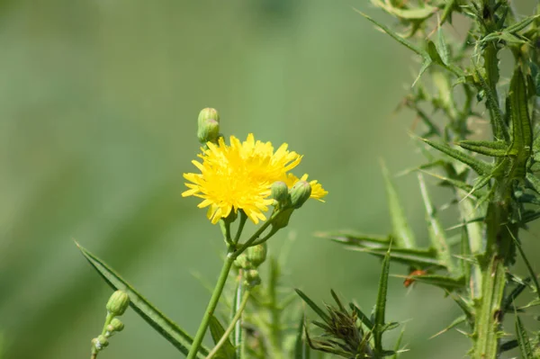 Chardon Marie Vivace Fleur Vue Rapprochée Avec Accent Incroyable Sur — Photo