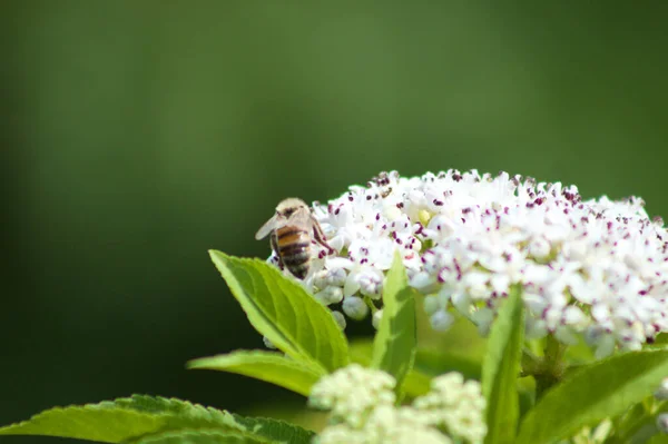 Biene Auf Zwergholzer Blüte Nahaufnahme Mit Grün Verschwommenem Hintergrund — Stockfoto