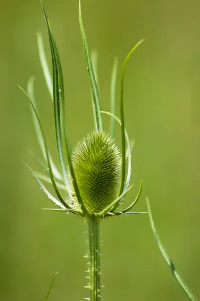 Wild Teasel Close View Selective Focus Foreground — Stock Photo, Image