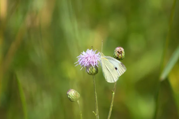 Papillon Blanc Sur Chardon Rampant Fleur Vue Rapprochée Avec Fond — Photo