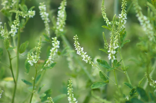 Sweetclover Bloom Close View Selective Focus Foreground — Stok Foto