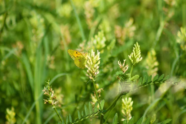 Papillon Jaune Sur Trèfle Marin Fleur Vue Rapprochée Avec Mise — Photo