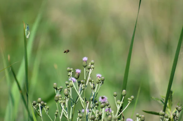 前景に焦点を当て選択的に開花クローズアップビューでアザミを忍び寄る昆虫 — ストック写真