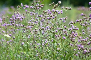 Patlamada birden fazla sürünen devedikeni seçici odak ile yakın plan çekimde