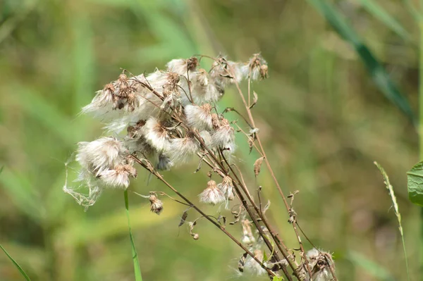 Kruipende Distel Zaden Close Zicht Met Selectieve Focus Voorgrond — Stockfoto