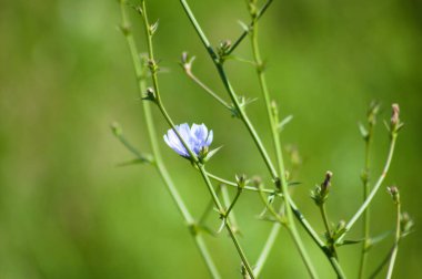Önplanda seçici odak ile çiçek yakın görünümde sık görülen hindiba rengi