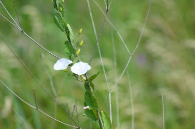 Bulanık arkaplan ile yakın planda çiçek açan alan bağyosunu