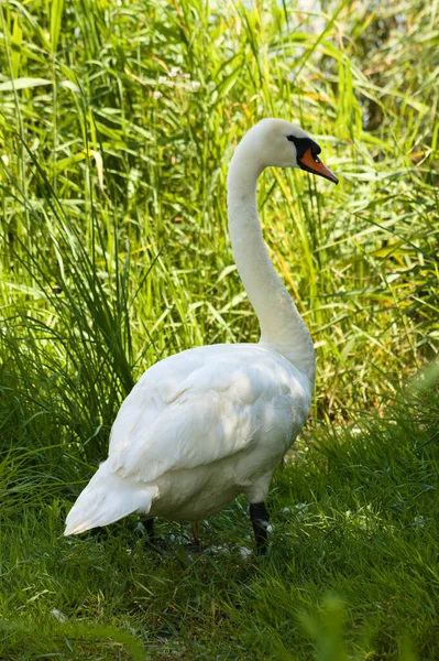 Großer Weißer Schwan Läuft Der Natur Seitlich Hinter Ihm Her — Stockfoto