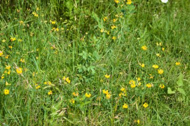 Çiçek açan manzaralı çok yaygın bir kuş ayağı kuyruğu.