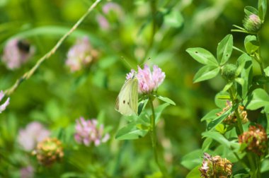 Kırmızı yonca üzerindeki kelebek, arka planda bulanık bir şekilde çiçek açıyor.