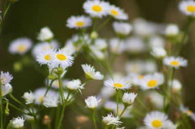 Çoklu çayır pire çiçekleri ön plana seçici bir şekilde odaklanmış.