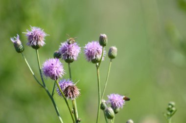 Sürünen devedikeni çiçekleri, yakın plan yeşil bulanık arka plan