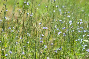 Şaşırtıcı çoklu hindiba manzarası.