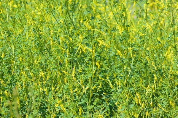 Multiple Yellow Sweet Clover Landscape View Full Image — Stock Photo, Image