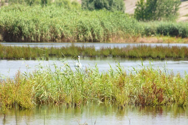 Reflexion Der Vegetation Des Sees Mit Einem Verschwommenen Schwan Hintergrund — Stockfoto