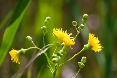 Tüberküloz bezelye çiçekleri. Arka planda bulanık bitkiler.
