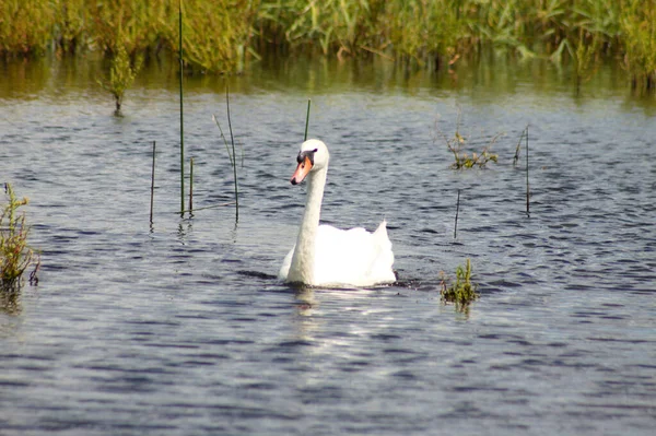 Cigno Bianco Che Nuota Sul Lago Con Riflessi Ondulati — Foto Stock