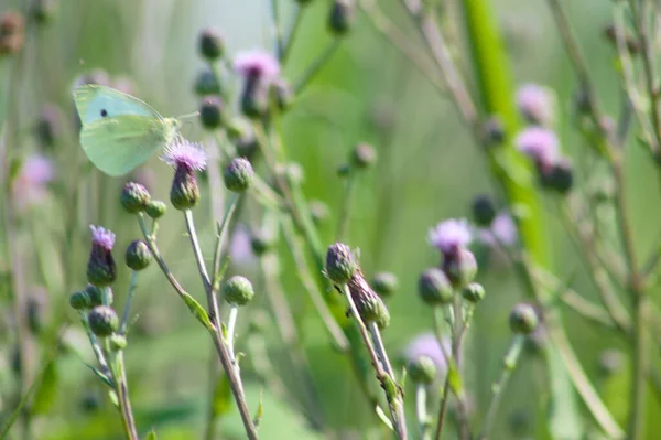 Fehér Pillangó Kúszó Bogáncs Virágzó Közelkép Szelektív Fókusz Előtér — Stock Fotó