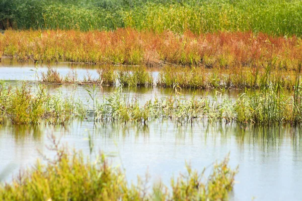 Turuncu sarı ve yeşil kamış. Göl manzarasında refleksleri var.