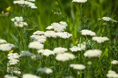 Çok sayıda beyaz havuç seçici bir odak ile yakın plan çiçek görünümünde