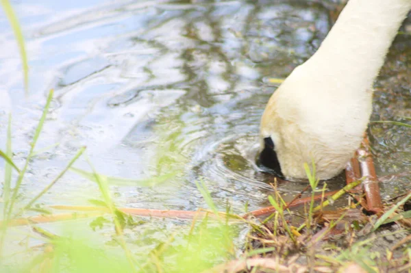 Cabeça Cisne Branca Afundada Água Close Vista Lateral Dele — Fotografia de Stock