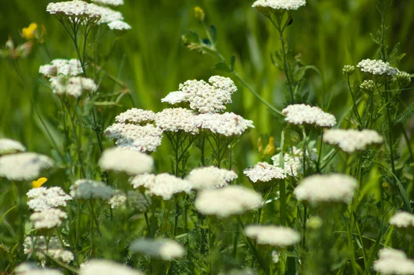 Çok sayıda beyaz havuç seçici bir odak ile yakın plan çiçek görünümünde