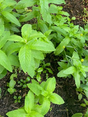Nane yeşili yapraklar üzerine odaklanmış yakın çekim görüntüsü