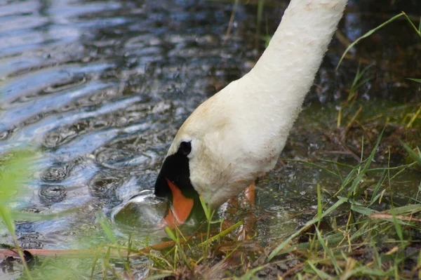 Cisne Branco Com Cabeça Água Close Vista Fundo Borrado — Fotografia de Stock