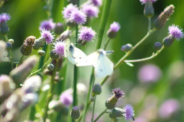 Pillangó Kúszó Bogáncs Virág Közelkép Szelektív Összpontosítva Előtér — Stock Fotó