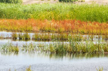 Altın ve yeşil sazlıklar göl manzarasına yansıyor.