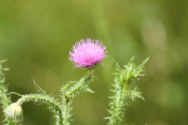 Çiçek açan devedikeni ön planda seçici bir odak ile yakın plan görüntüsü