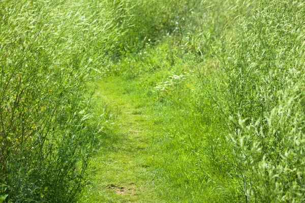 Percorso Verde Con Piante Verdi Sinistra Destra Vista Del Paesaggio — Foto Stock