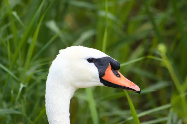 Wit Zwanenhoofd Profiel Close Zicht Met Wazig Groen Riet Achtergrond — Stockfoto