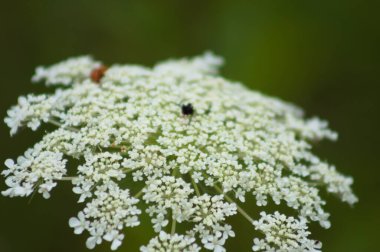 Yeşil bulanık arkaplanlı havuç kızılötesi yakın çekim görüntüsü