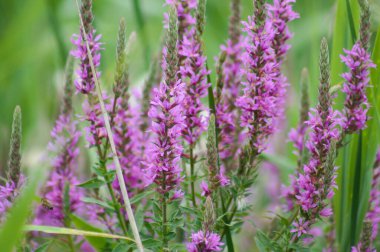 Bulanık arkaplan ve yakın plan görüntüsü olan çoklu mor gevşeme