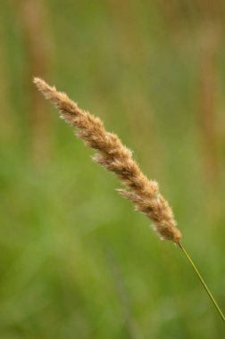 Yeşil bulanık arkaplan ile yakın plan çim tohumları görünümü