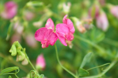 Çiçek açan tüberküloz bezelye yakın plan bulanık arkaplan