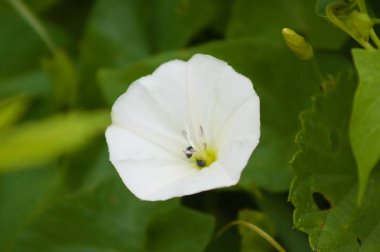 Arkaplanda bulanıklaştırılmış diğer bitkilerle birlikte çiçek açan alan bağları