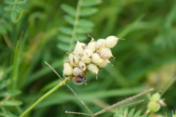 Chick Pea Mjölk Vicker Närbild Med Gröna Suddiga Växter Bakgrunden — Stockfoto