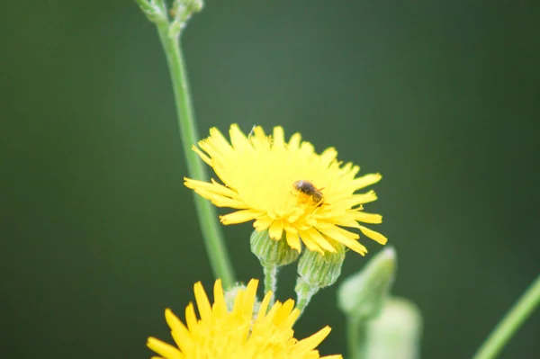 Bee Perennial Sowthistle Bloom Close Προβολή Πράσινο Θολή Φόντο — Φωτογραφία Αρχείου