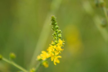 Bulanık arkaplan ile çiçek yakın görüntüde yaygın tarım